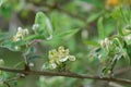 Morrow`s honeysuckle Lonicera morrowii, flowers on a twig Royalty Free Stock Photo